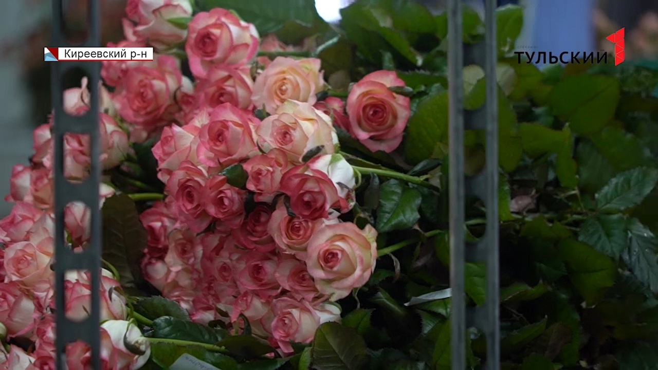 Технологии в помощь садоводам: редкие сорта роз выращивают в Киреевском питомнике 