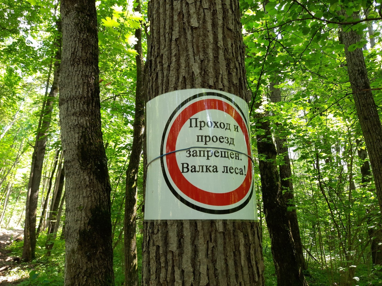 Природоохранная Прокуратура проверяет законность вырубки леса в Большой Туле