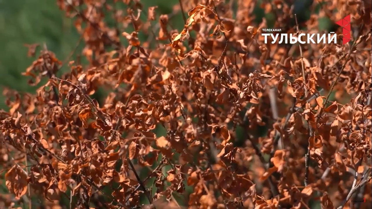 В Туле в «Леруа Мерлен» привезли зараженные саженцы