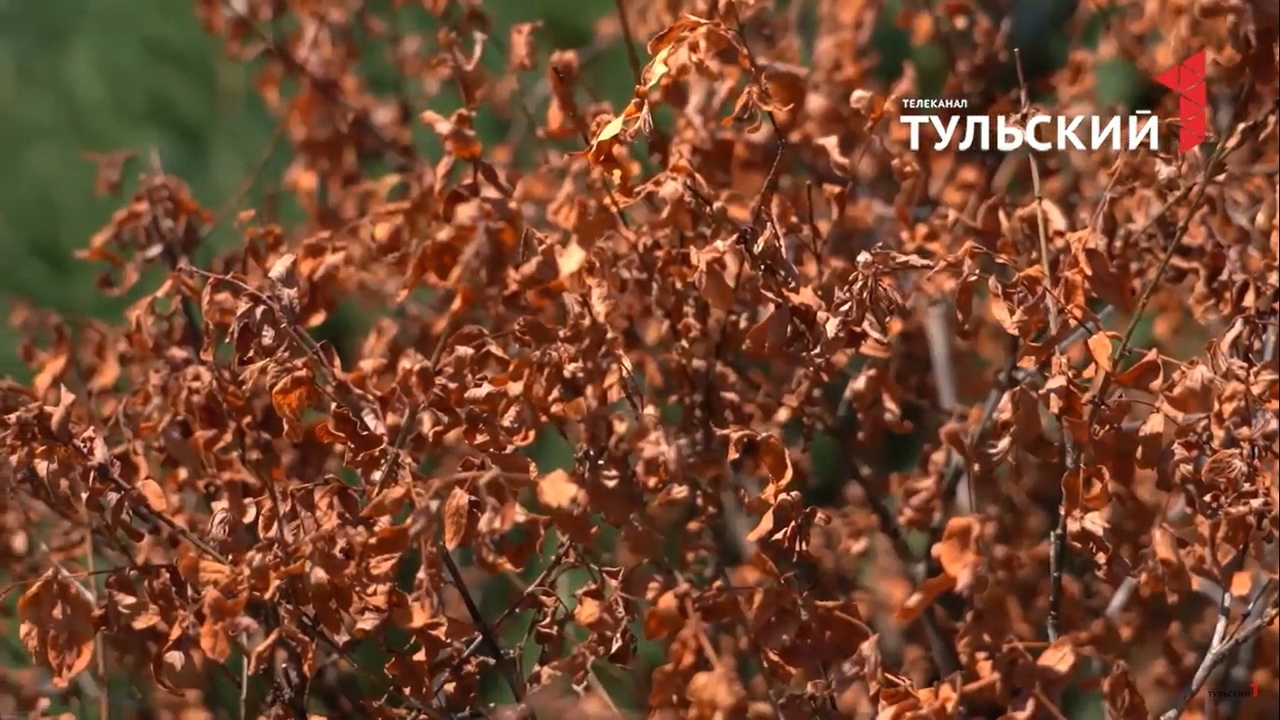 Россельхознадзор установил в Тульской области карантин из-за опасной болезни плодовых деревьев
