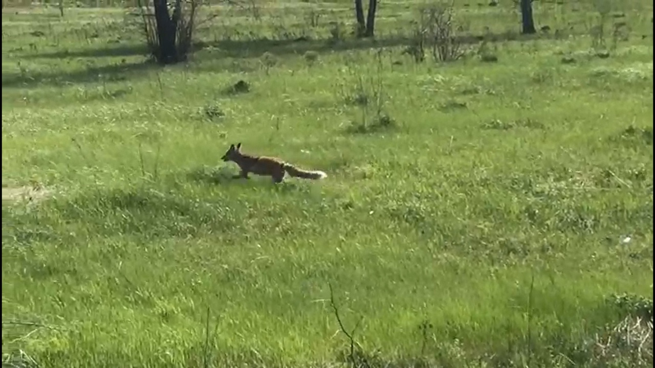 Проголодалась: в Тульской области охота лисы на мышь попала на видео