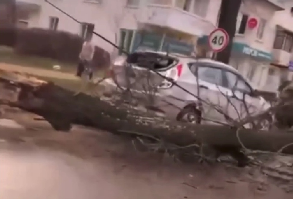 В Новомосковске дерево из-за сильного ветра упало на дорогу