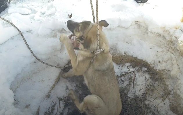 В Новомосковске волонтеры спасли провалившегося в колодец щенка
