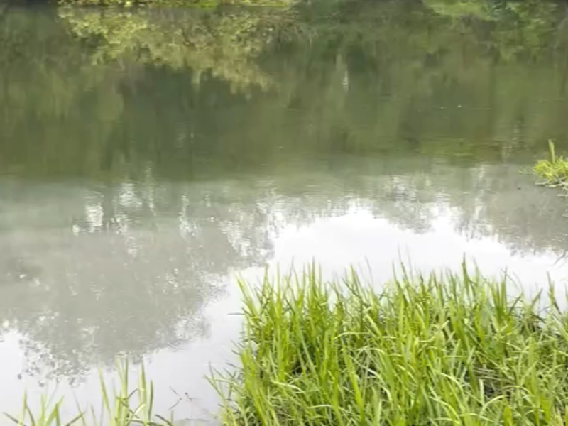 «Одна слизь вонючая»: в Ефремове пожаловались на загрязнение реки Красивая Меча