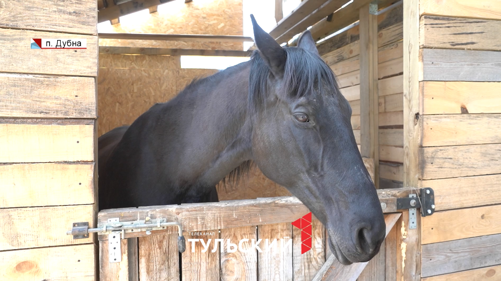 В Тульской области начали возрождать редкую породу лошадей