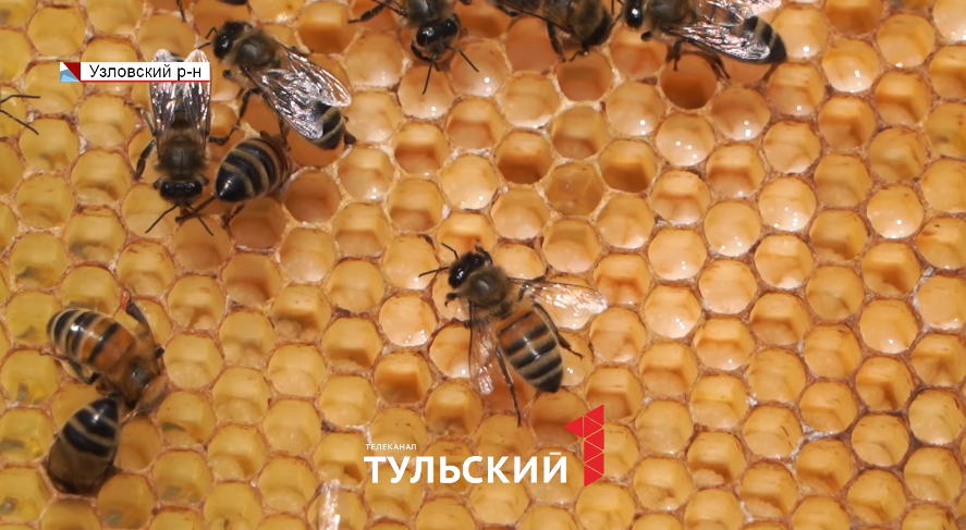 Тульские пчеловоды рассказали о влиянии жары на качество меда