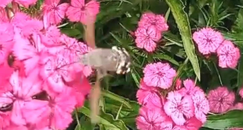 В Куликовом поле на видео сняли «колибри»
