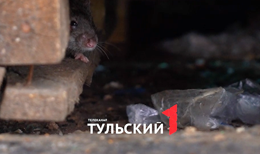 В мусорных баках в центре Тулы поселились крысы