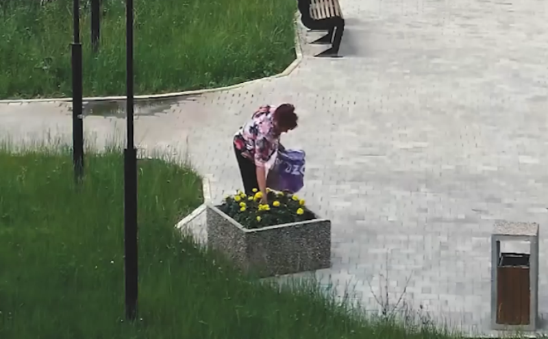 В Узловой женщина вырвала цветы с клумбы: видео