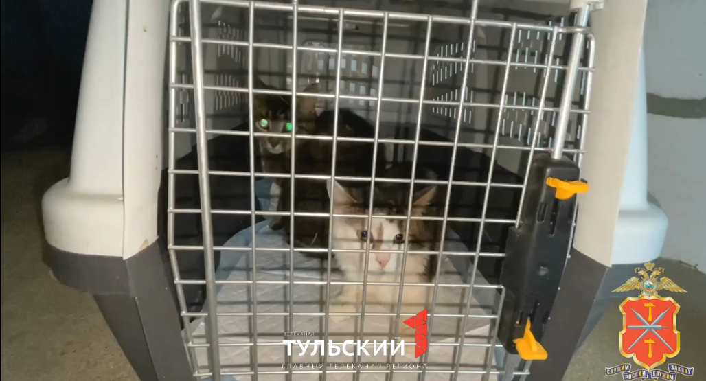 В Туле полиция освободила закрытых в квартире кошек