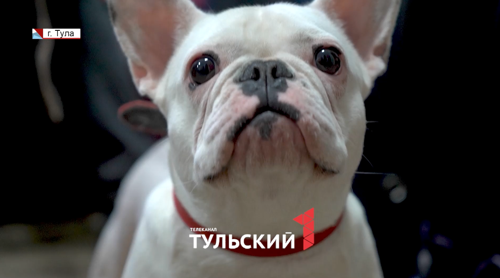 Тулякам рассказали о том, почему стоит завести собаку