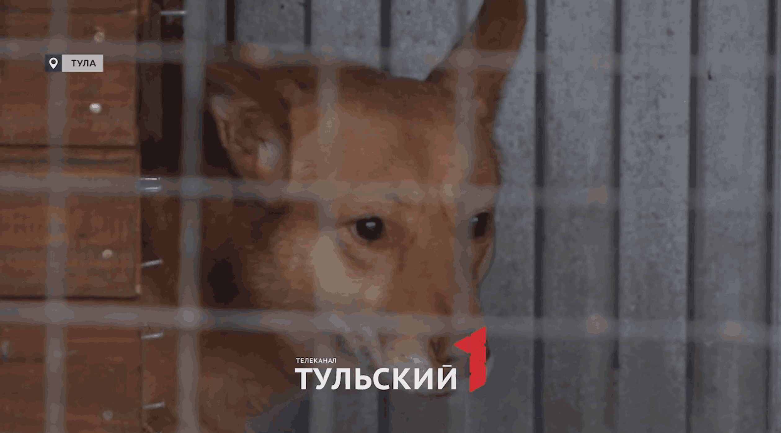 Тулячка спасла щенка, потерявшего сестру под колесами