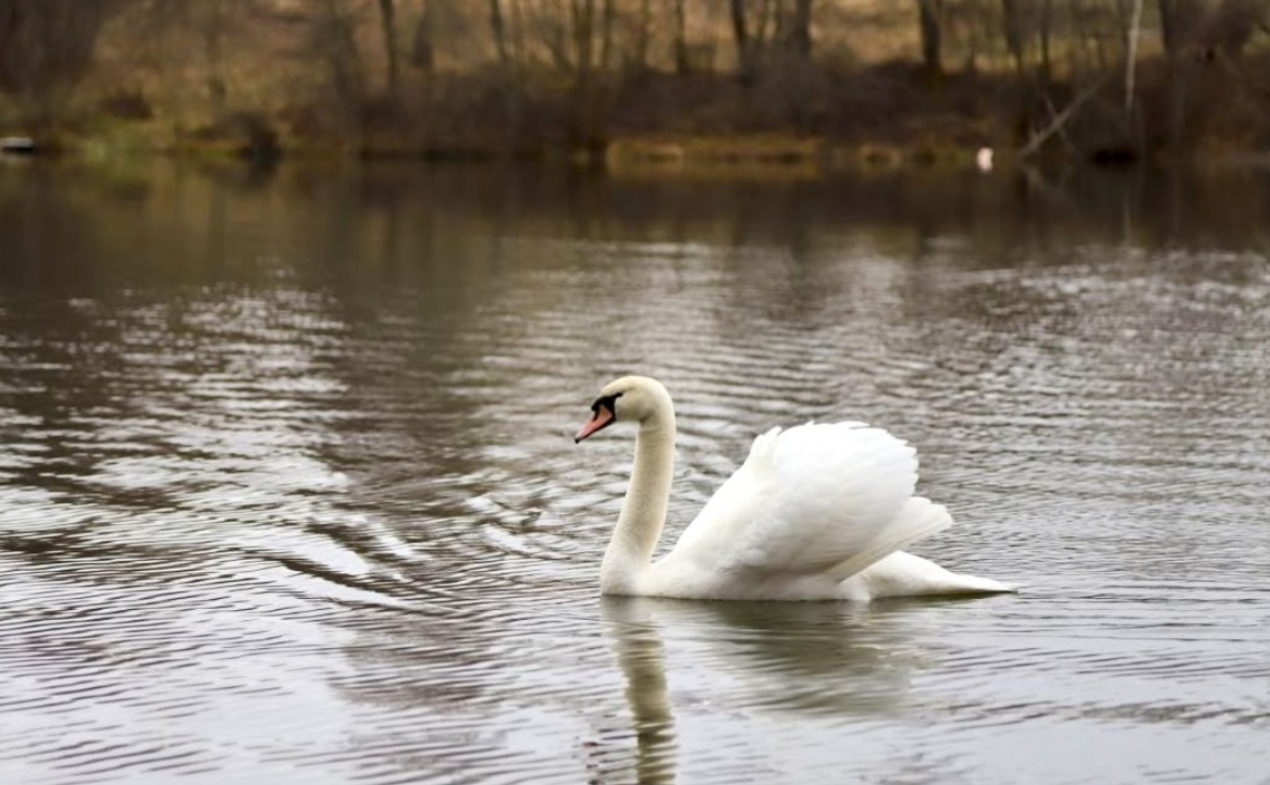 Тулякам объяснили, надо ли волноваться за лебедей на прудах