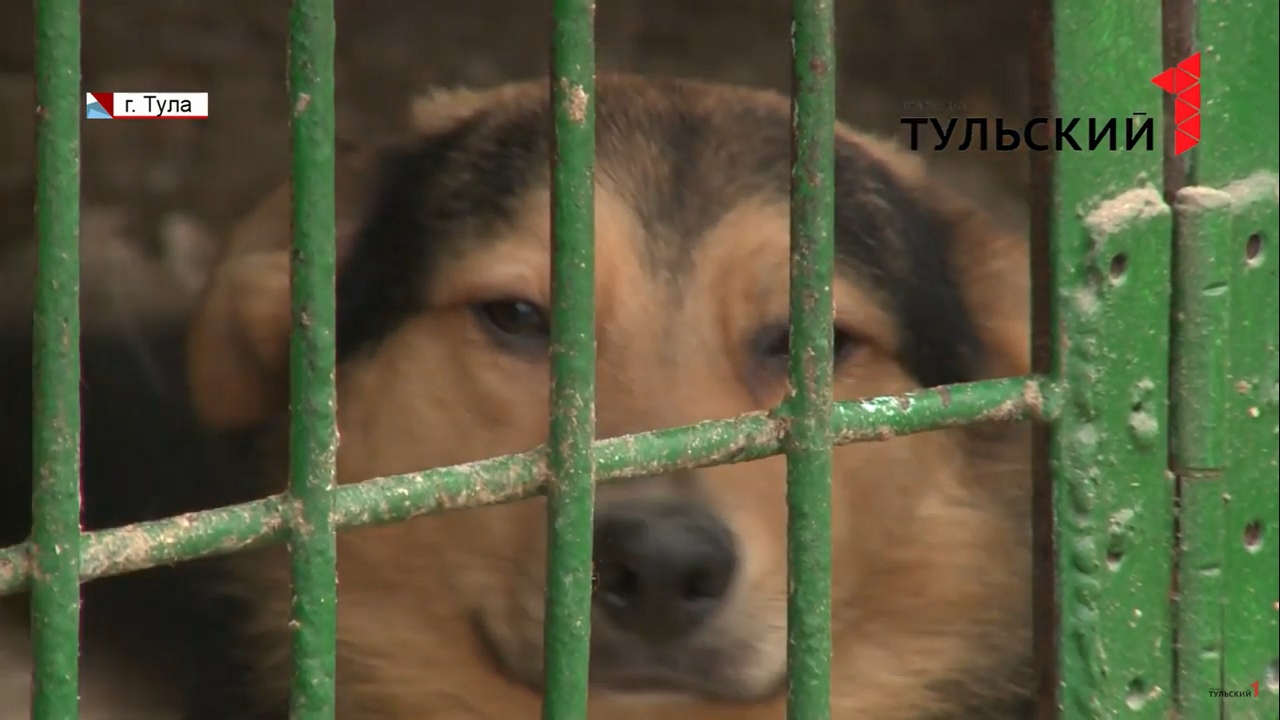 Любимец тула. Приют любимец Тула официальный сайт. Собачий приют в Тульской области. Центр помощи животным в Туле любимец. Любимчик приют для собак в Туле.