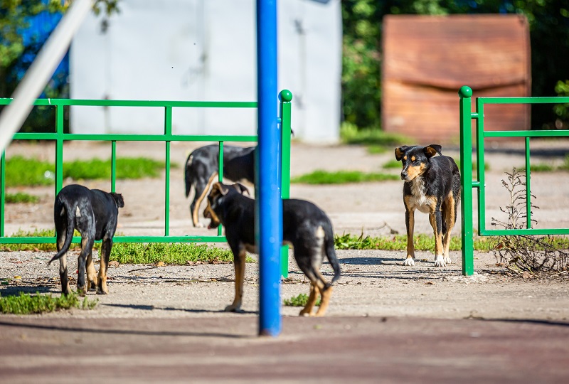 Суд взыскал с администрации Кимовского района компенсацию за укус бродячей собаки