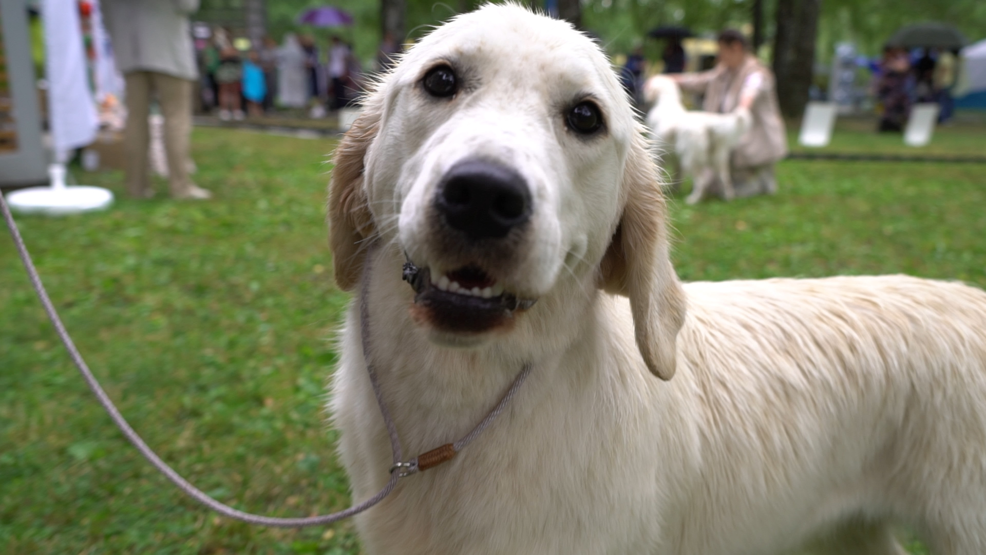 Самоеды, пудели и волкодавы: в Туле прошла Всероссийская выставка собак