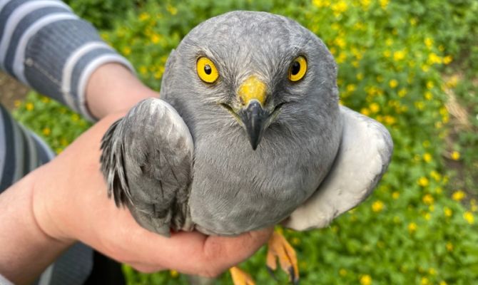 В Туле волонтеры спасли лугового луня
