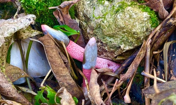 Туляки обнаружили в лесу редкий гриб-вонючку