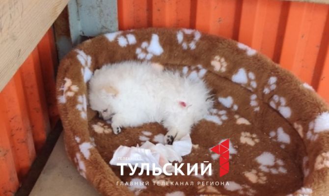 В Тульской области неизвестный бросил щенка на остановке: малыш замерз насмерть