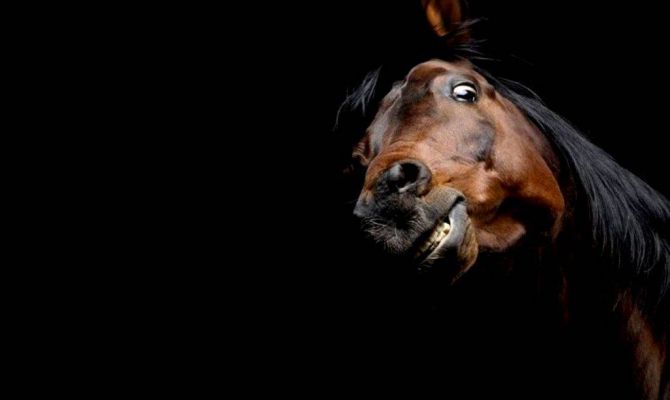 Тулякам предлагают прожить день в конской шкуре