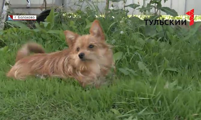 В Новомосковске 17-летняя девушка зарабатывала продажей дворняг под видом породистых псов