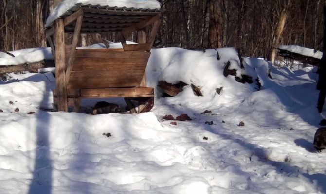 На границе с Тульской областью на видео попали енотовидные собаки