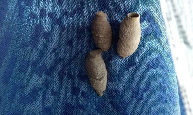 Роспотребнадзор дал рекомендации по уничтожению осиных гнезд