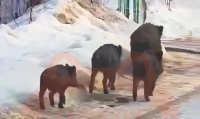 В деревне под Тулой заметили семейство кабанов