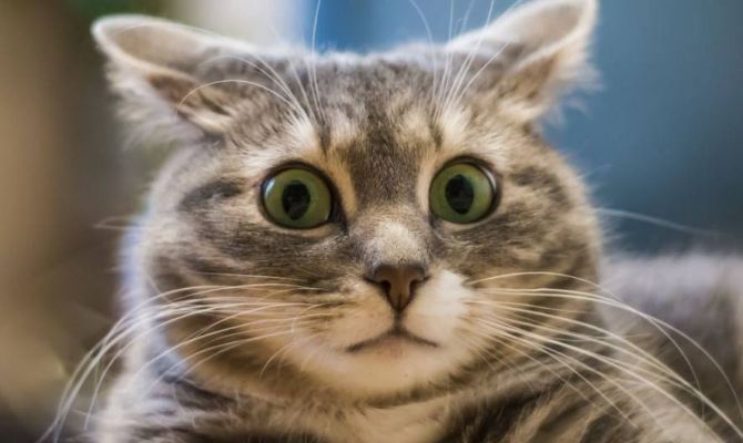 Неизвестный обряд провели «амкаровцы» перед матчем с тульским «Арсеналом»