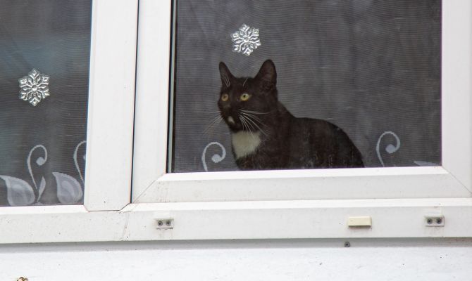 Как тулякам благоустроить свой двор бесплатно