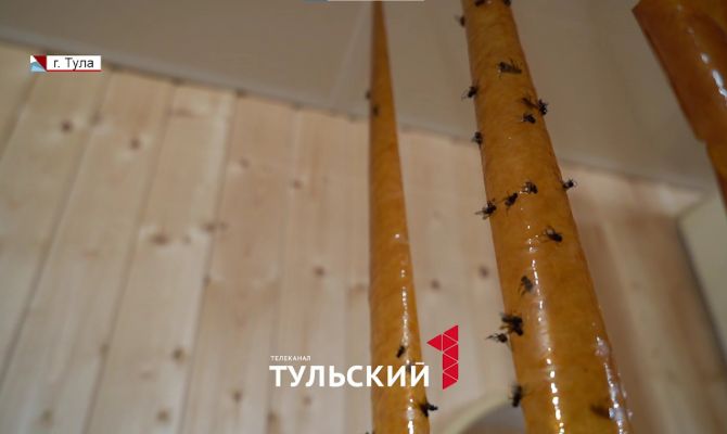 Туляков второй год подряд атакуют полчища мух