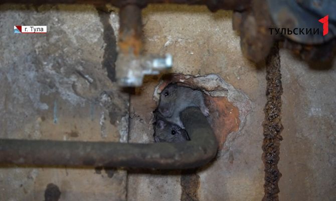 Крысы облюбовали девятиэтажку в центре Тулы