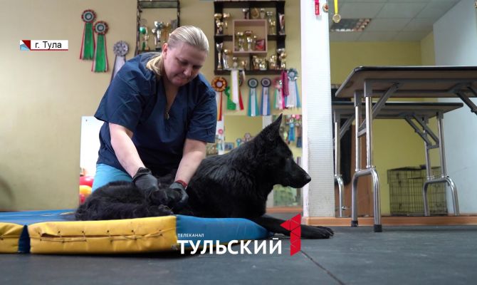 В Туле собаку-инструктора сбила машина, когда она пыталась вернуться домой