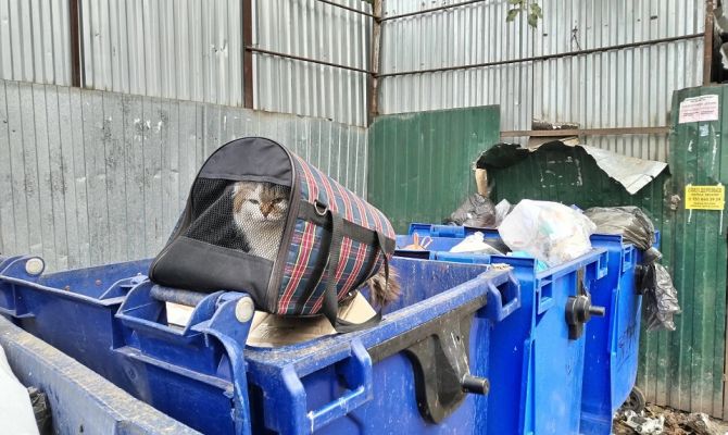 В Туле кошку в переноске выбросили на помойку