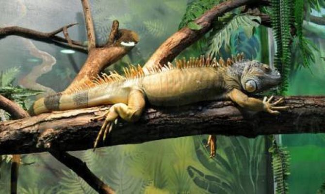 Новая экспозиция тульского экзотариума обойдется в 58 миллионов рублей