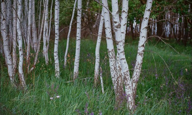 Туляков приглашают на Зеленые святки