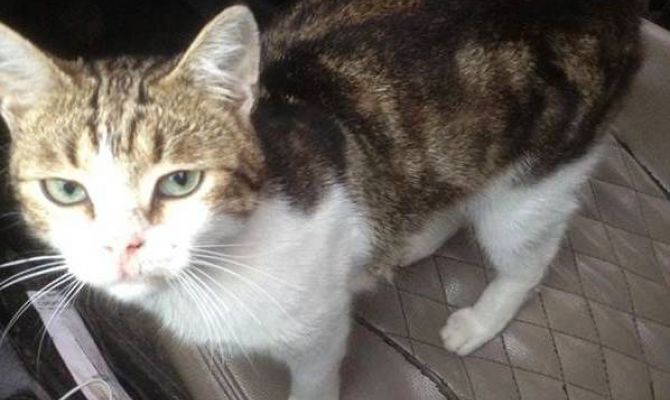 Преступник с лапками: как сейчас живет кот-наркокурьер из Тульской области