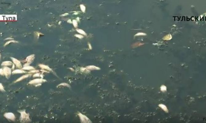 В Воронке под Тулой массово погибла рыба. РЕПОРТАЖ