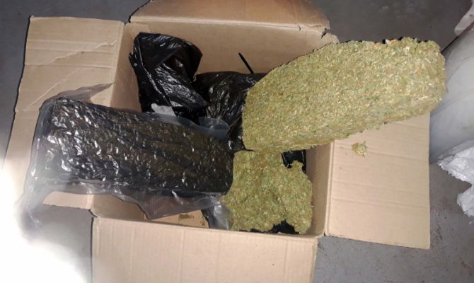 В Тульской области сотрудники полиции обнаружили подпольную плантацию конопли