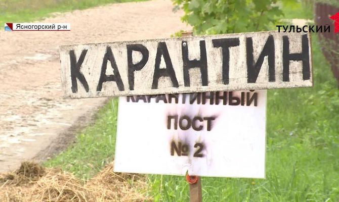 Вспышка АЧС в Ясногорском районе – карантин продлится минимум месяц
