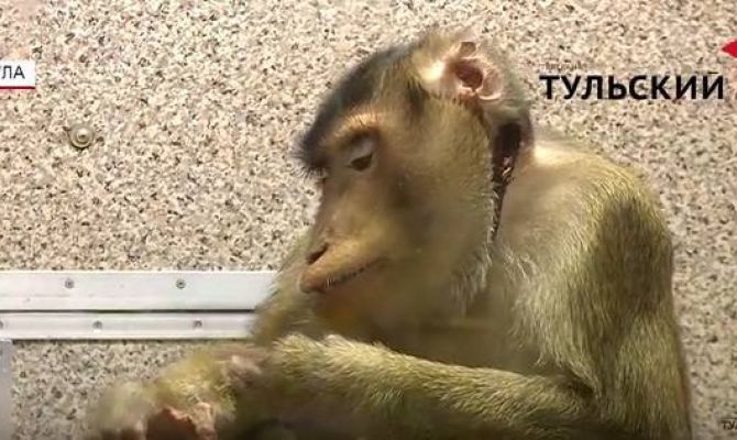 Лапундер Министр из тульского экзотариума отметил день рождения. РЕПОРТАЖ