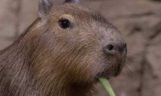 Тульский экзотариум приглашает на «Словарь царя Соломона»