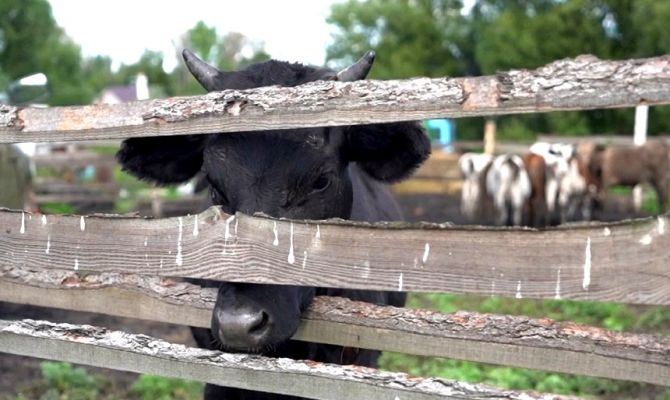 255 тонн потенциально опасного молока попало в Тульскую и Московскую области