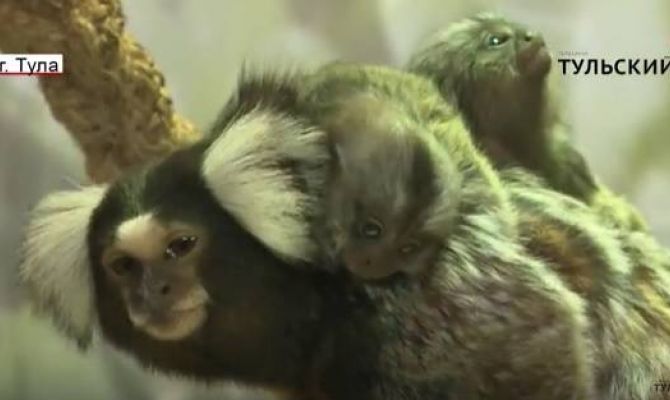 В тульском зооэкзотариуме – пополнение. РЕПОРТАЖ