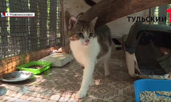 По делу кота-наркокурьера вынесен приговор: полный обзор громкого дела