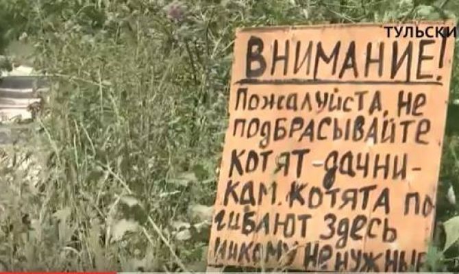 Кто выкидывает породистых собак на свалку в Туле. РЕПОРТАЖ