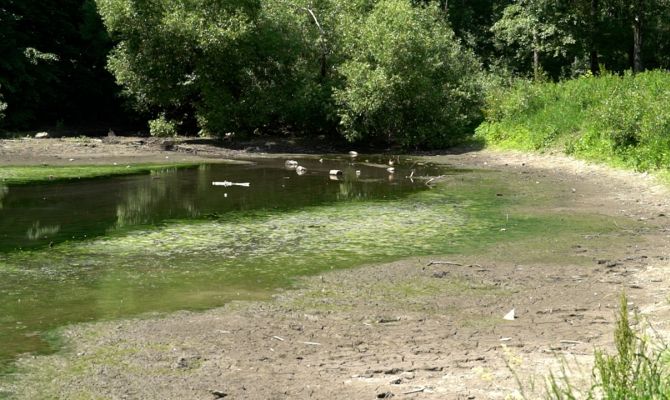 Почему пруд в Рогожинском парке превратился в «лужу»