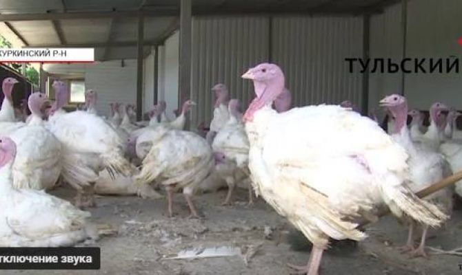 В Тульской области «вплотную» занялись производством индейки. РЕПОРТАЖ