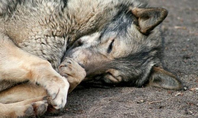 В Туле живодеры издеваются над собаками. РЕПОРТАЖ