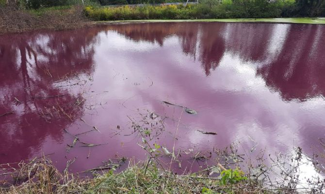Пруд в тульском посёлке Михалково покраснел